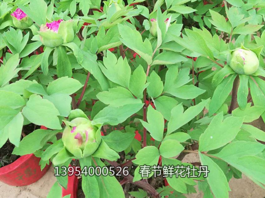 點擊查看詳細信息<br>標題：盆栽催花牡丹 閱讀次數：1265