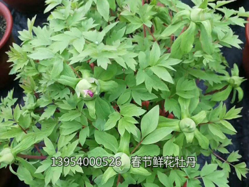 點擊查看詳細信息<br>標題：盆栽催花牡丹 閱讀次數：1395
