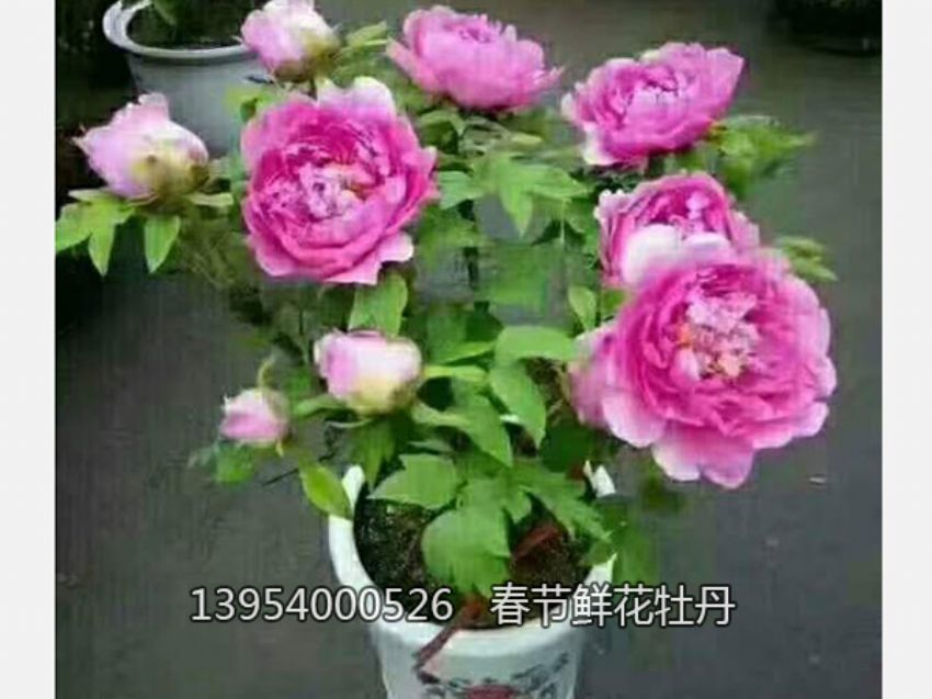 點擊查看詳細信息<br>標題：盆栽催花牡丹 閱讀次數：2121