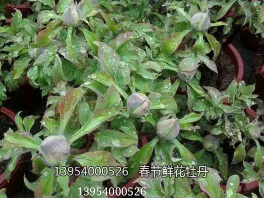 點擊查看詳細信息<br>標題：盆栽催花牡丹 閱讀次數：2220