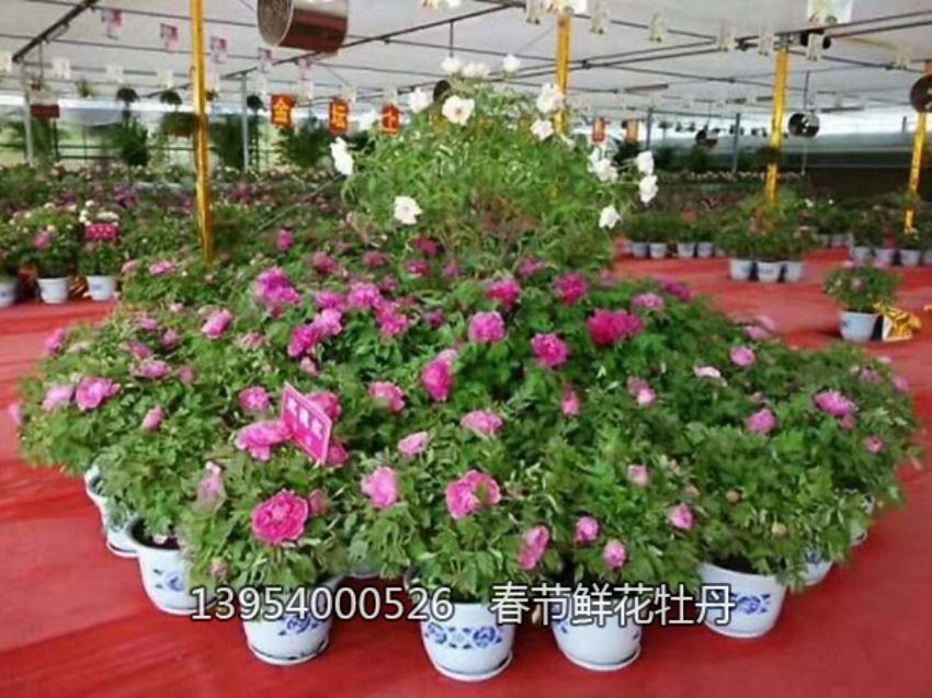 點(diǎn)擊查看詳細(xì)信息<br>標(biāo)題：盆栽催花牡丹 閱讀次數(shù)：1319