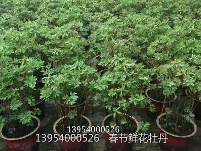 點(diǎn)擊查看詳細(xì)信息<br>標(biāo)題：盆栽催花牡丹 閱讀次數(shù)：1431