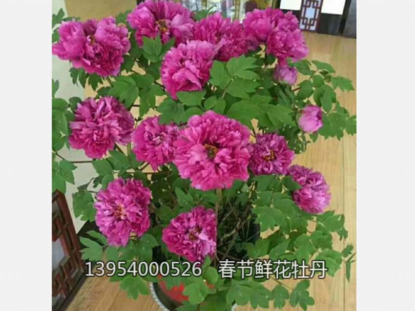 點擊查看詳細信息<br>標題：盆栽催花牡丹 閱讀次數：2147