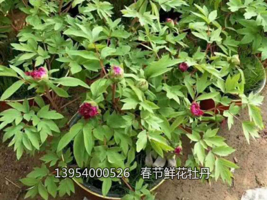 點(diǎn)擊查看詳細(xì)信息<br>標(biāo)題：盆栽催花牡丹 閱讀次數(shù)：1355