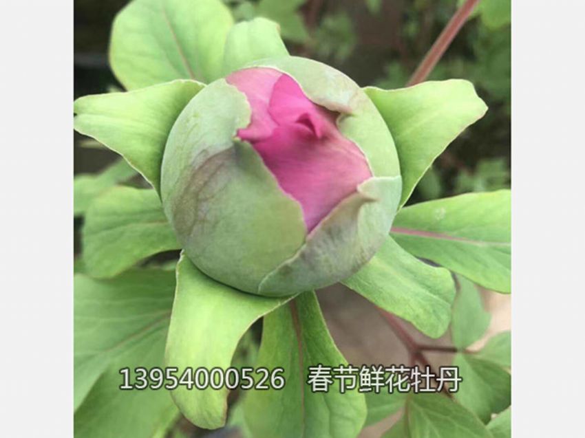點擊查看詳細信息<br>標題：盆栽催花牡丹 閱讀次數：2571