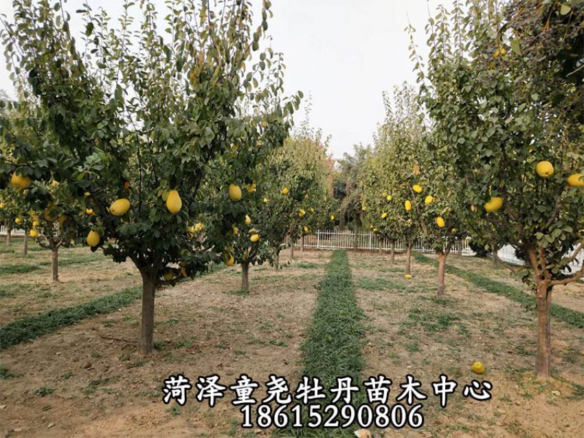 點(diǎn)擊查看詳細(xì)信息<br>標(biāo)題：木瓜樹 閱讀次數(shù)：1421