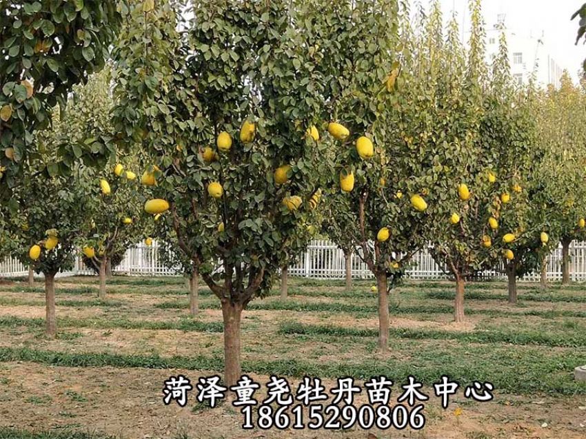 點(diǎn)擊查看詳細(xì)信息<br>標(biāo)題：木瓜樹 閱讀次數(shù)：1505