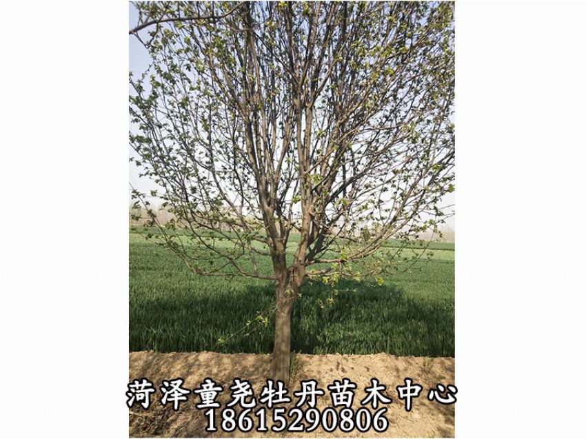 點擊查看詳細信息<br>標題：20公分木瓜樹 閱讀次數：1771
