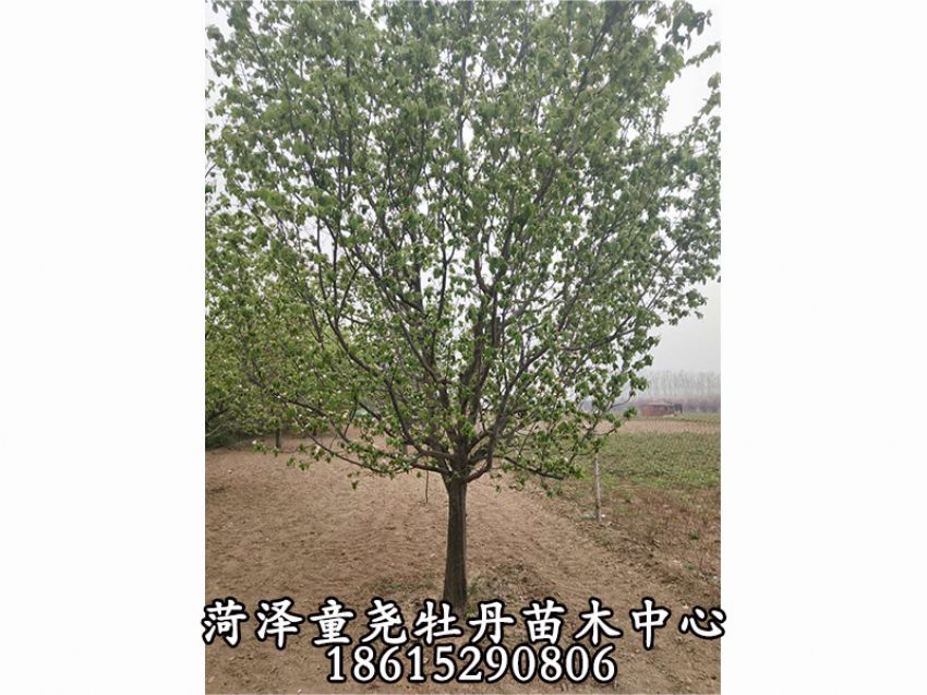 點擊查看詳細信息<br>標題：20公分木瓜樹 閱讀次數：1798