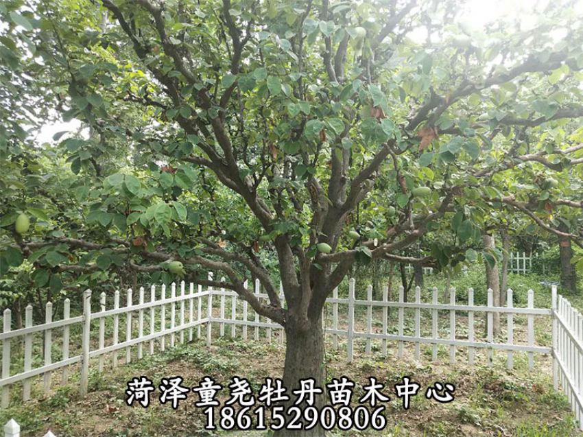 點擊查看詳細信息<br>標題：木瓜樹 閱讀次數：1294