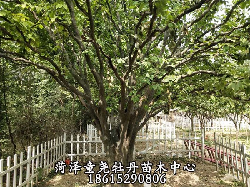 點擊查看詳細信息<br>標題：木瓜樹 閱讀次數：1091