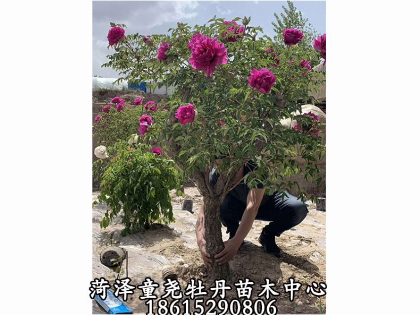 點擊查看詳細信息<br>標題：牡丹樹 閱讀次數：990