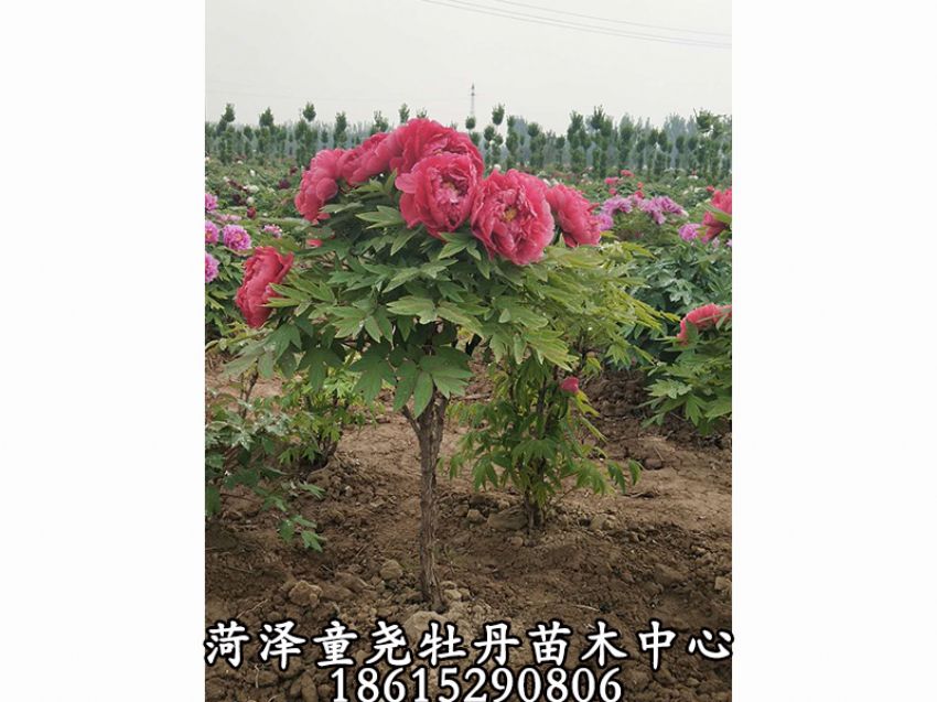 點擊查看詳細信息<br>標題：牡丹樹 閱讀次數：1139