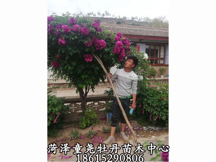 點擊查看詳細信息<br>標題：牡丹樹 閱讀次數：975