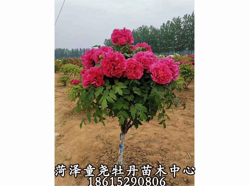 點擊查看詳細信息<br>標題：牡丹樹 閱讀次數：1191