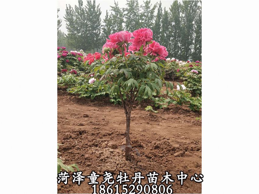 點擊查看詳細信息<br>標題：牡丹樹 閱讀次數：1285