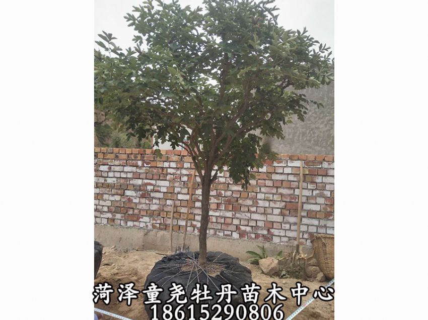 點擊查看詳細信息<br>標題：牡丹樹 閱讀次數：1270