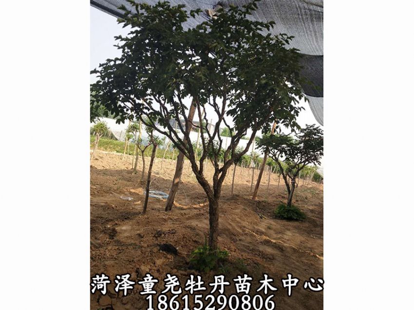 點擊查看詳細信息<br>標題：牡丹樹 閱讀次數：1317