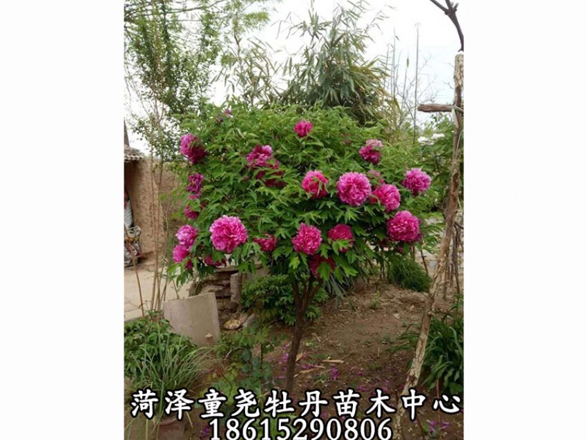 點擊查看詳細信息<br>標題：牡丹樹 閱讀次數：1222