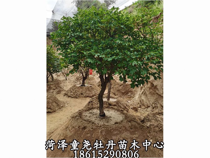 點擊查看詳細信息<br>標題：牡丹樹 閱讀次數：1243