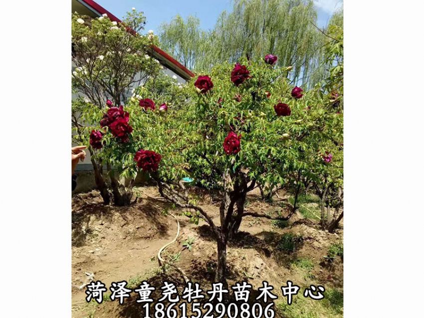 點擊查看詳細信息<br>標題：牡丹樹 閱讀次數：1258