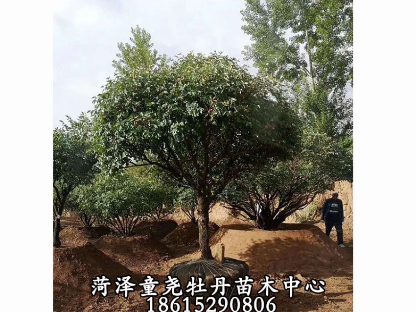 點擊查看詳細信息<br>標題：牡丹樹 閱讀次數：1246