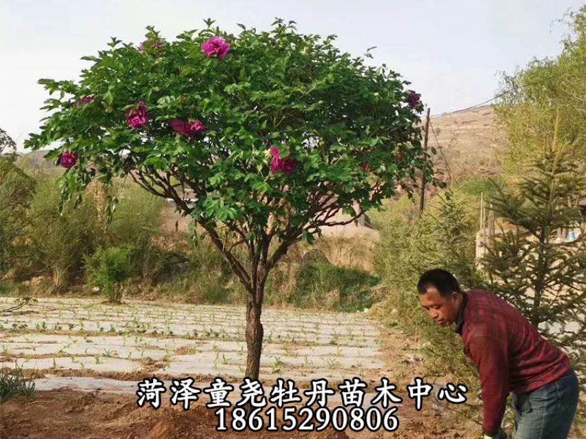 點擊查看詳細信息<br>標題：牡丹樹 閱讀次數：1193