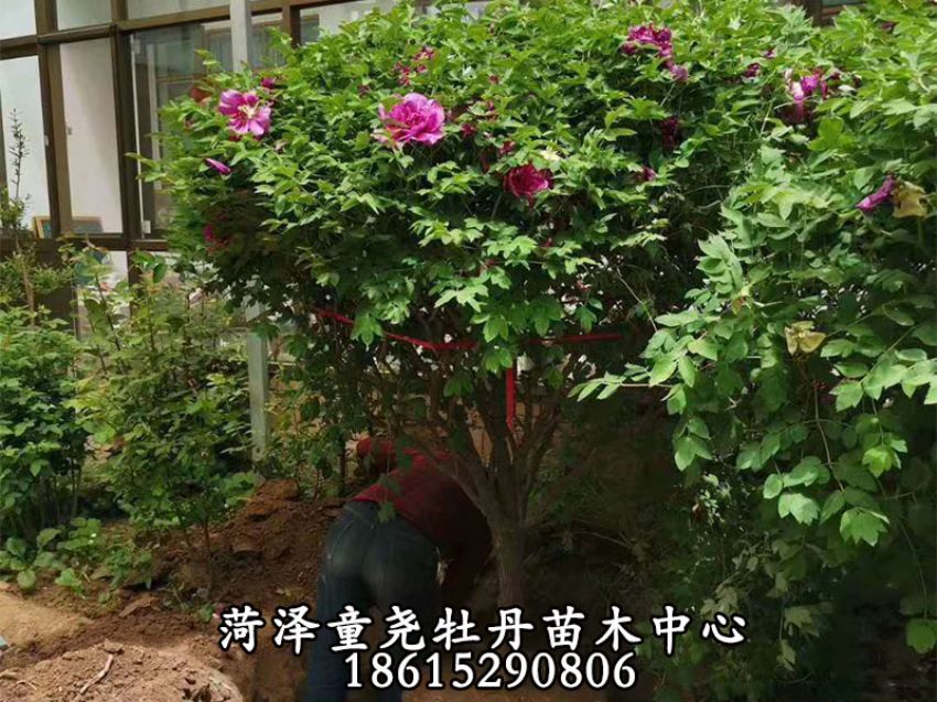 點(diǎn)擊查看詳細(xì)信息<br>標(biāo)題：牡丹樹 閱讀次數(shù)：1321