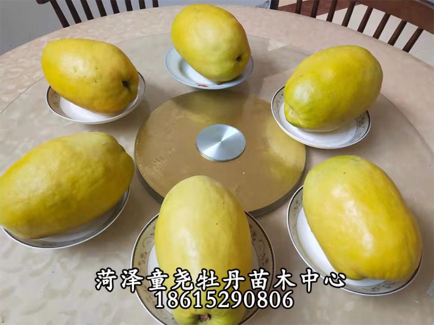點(diǎn)擊查看詳細(xì)信息<br>標(biāo)題：木瓜樹 閱讀次數(shù)：918