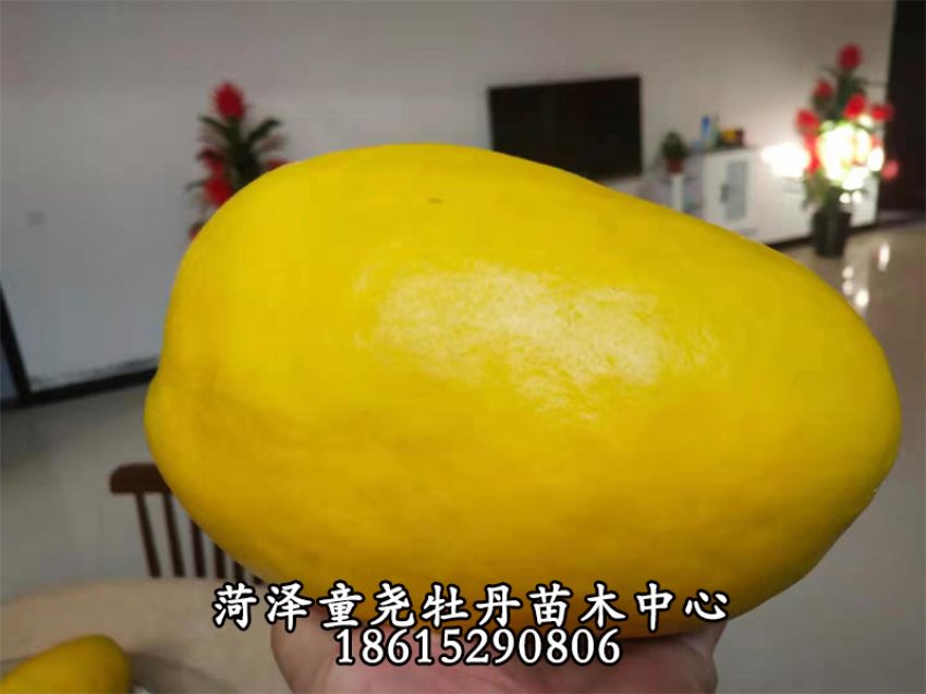 點(diǎn)擊查看詳細(xì)信息<br>標(biāo)題：木瓜樹 閱讀次數(shù)：688