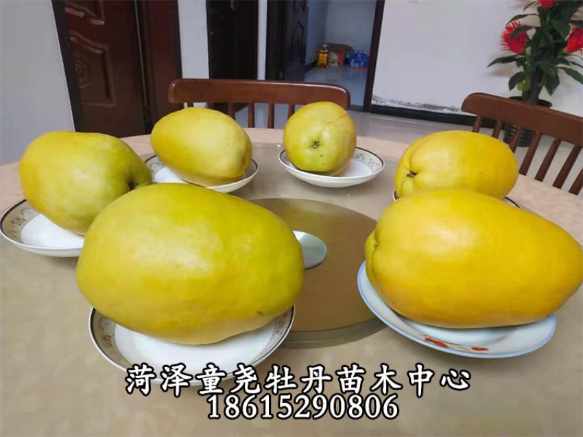 點(diǎn)擊查看詳細(xì)信息<br>標(biāo)題：木瓜樹 閱讀次數(shù)：930