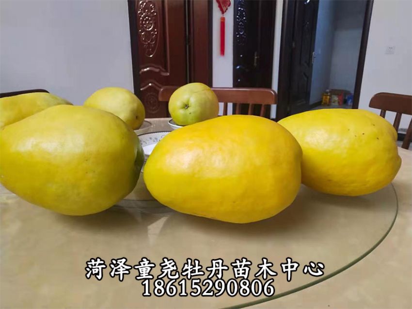 點(diǎn)擊查看詳細(xì)信息<br>標(biāo)題：木瓜樹 閱讀次數(shù)：1067