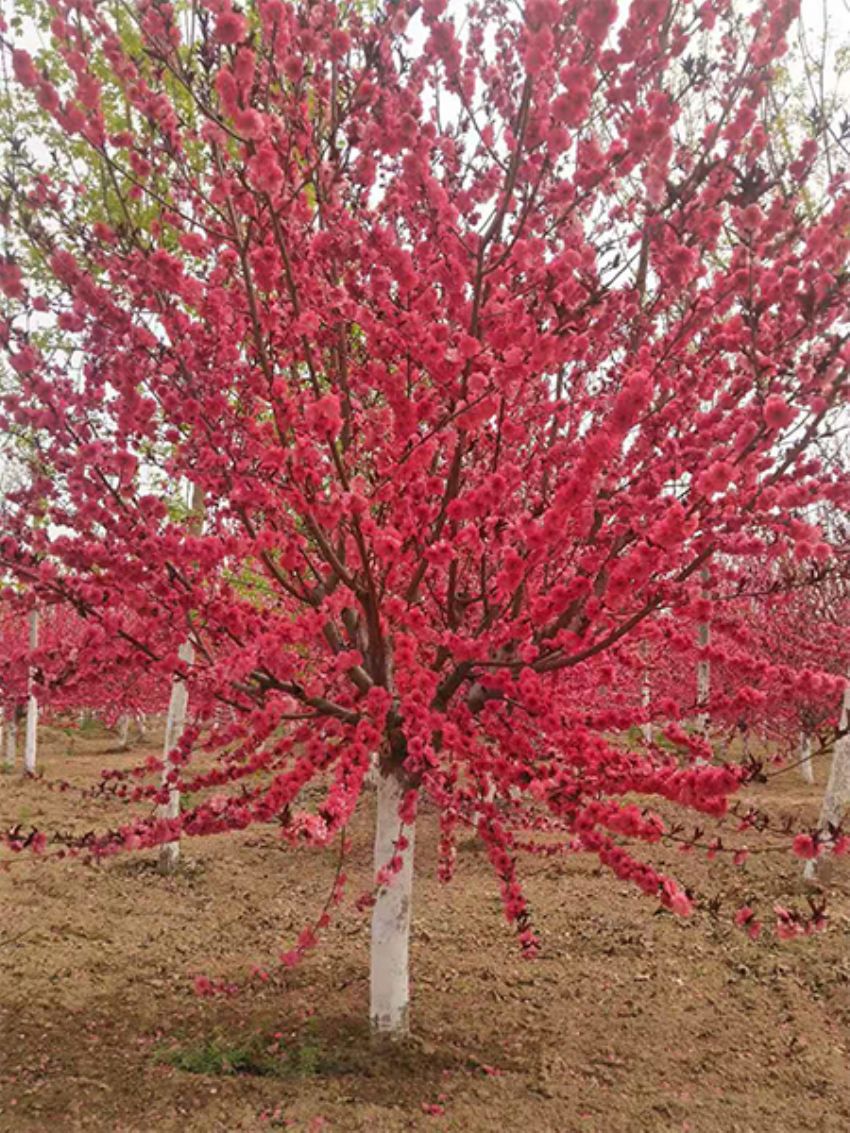 點擊查看詳細信息<br>標題：紅葉碧桃 閱讀次數：907