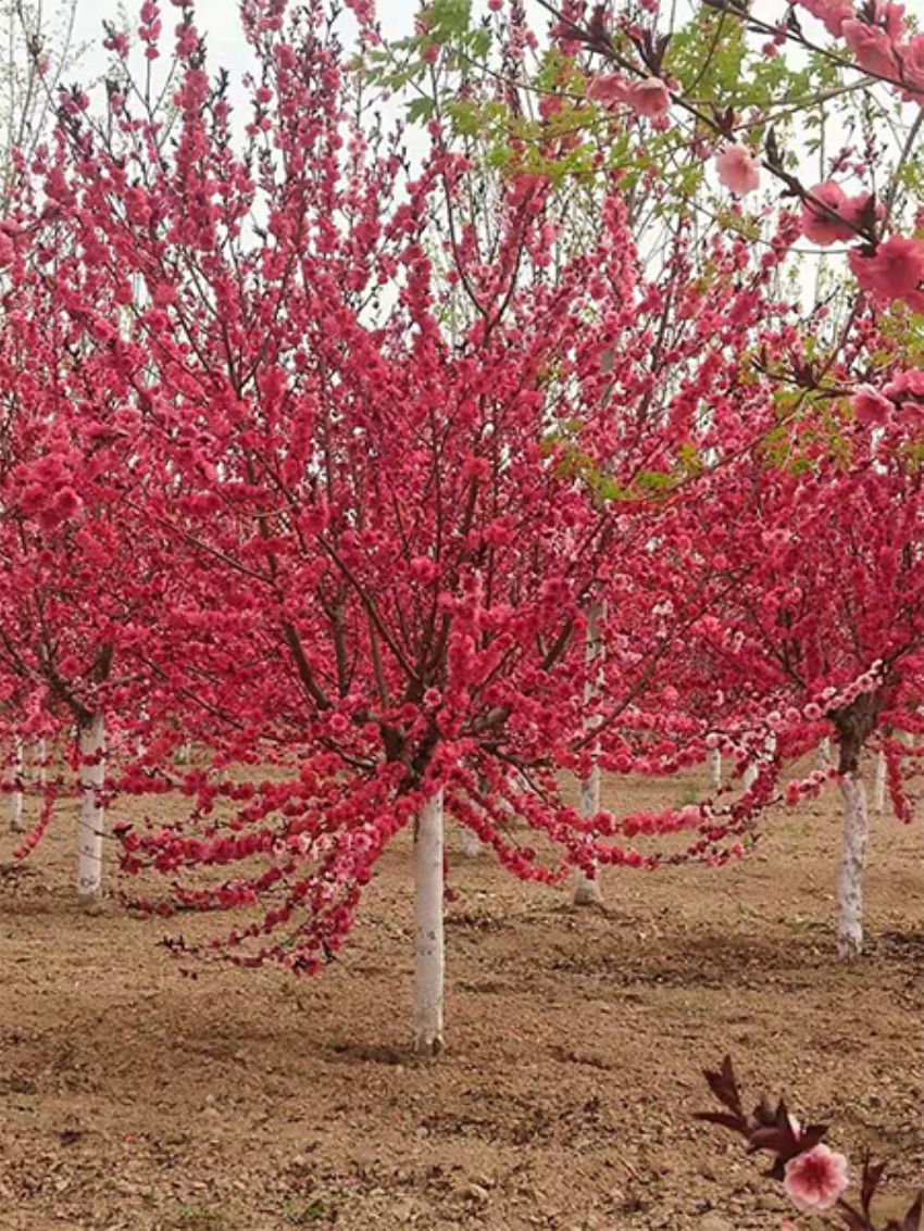 點擊查看詳細信息<br>標題：紅葉碧桃 閱讀次數：913