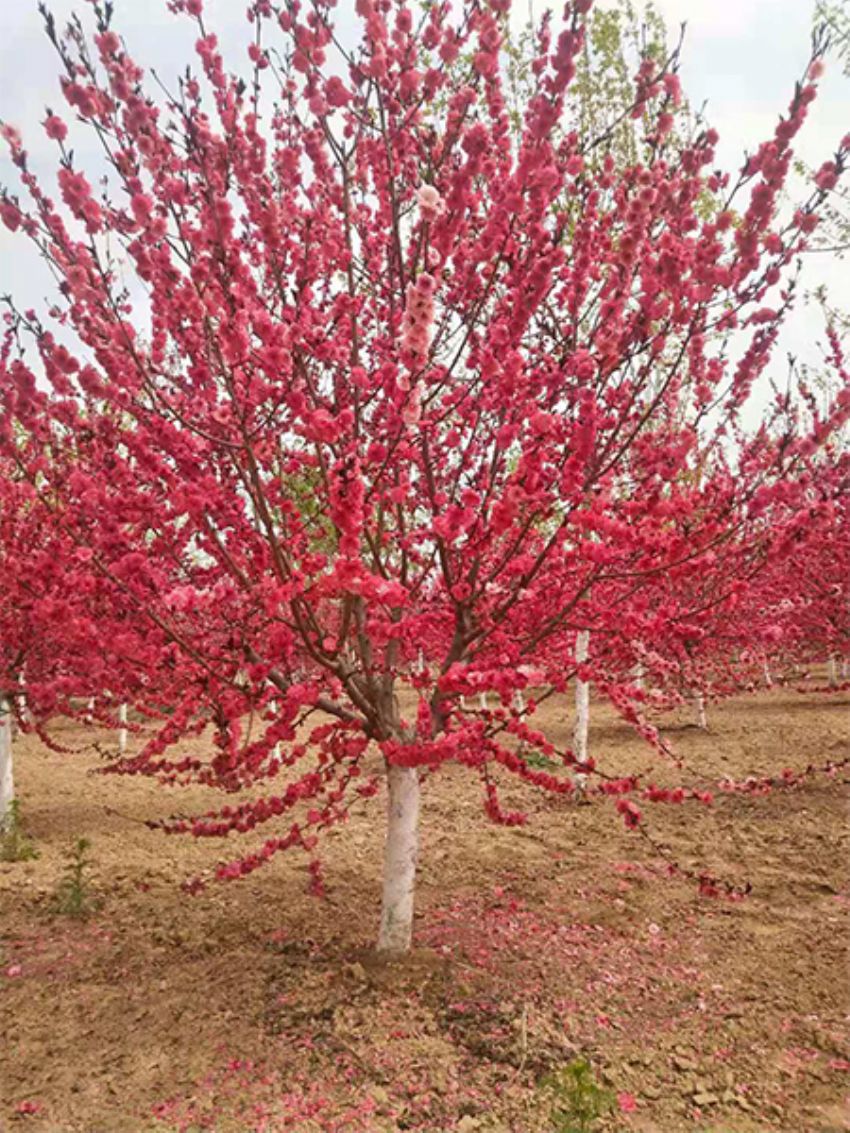 點擊查看詳細信息<br>標題：紅葉碧桃 閱讀次數：1015