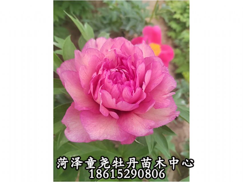 點(diǎn)擊查看詳細(xì)信息<br>標(biāo)題：棒棒糖 閱讀次數(shù)：867
