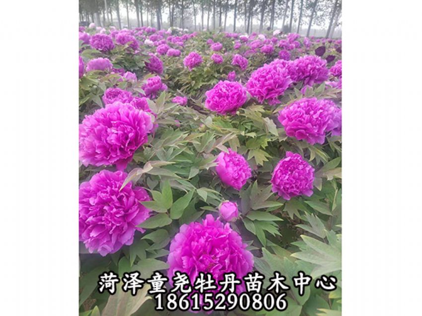 點(diǎn)擊查看詳細(xì)信息<br>標(biāo)題：層中笑 閱讀次數(shù)：830