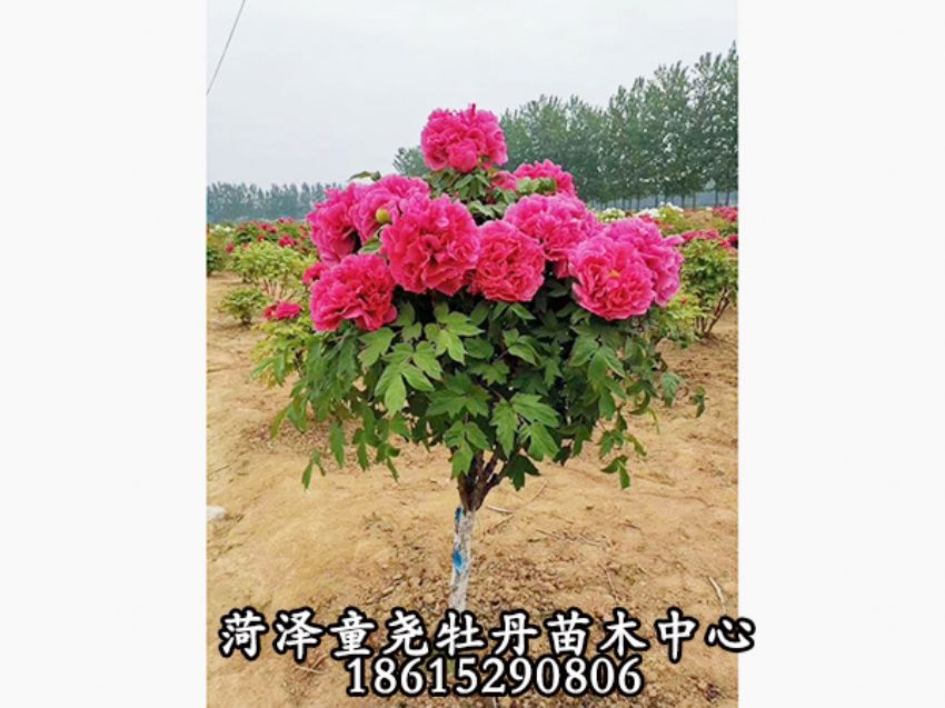 點(diǎn)擊查看詳細(xì)信息<br>標(biāo)題：獨(dú)桿花王 閱讀次數(shù)：797