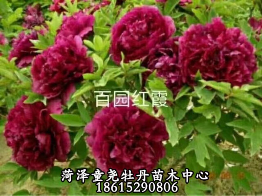 點(diǎn)擊查看詳細(xì)信息<br>標(biāo)題：百園紅霞 閱讀次數(shù)：861