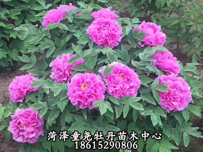 點(diǎn)擊查看詳細(xì)信息<br>標(biāo)題：二喬 閱讀次數(shù)：782