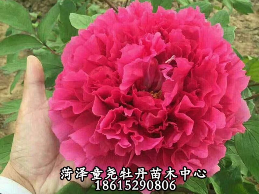 點(diǎn)擊查看詳細(xì)信息<br>標(biāo)題：花王 閱讀次數(shù)：861