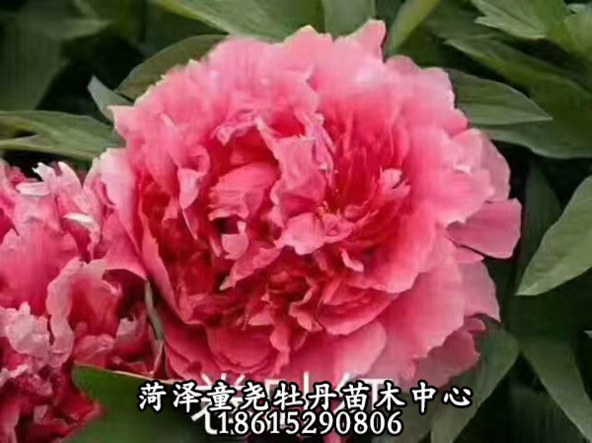 點(diǎn)擊查看詳細(xì)信息<br>標(biāo)題：卷葉紅 閱讀次數(shù)：868