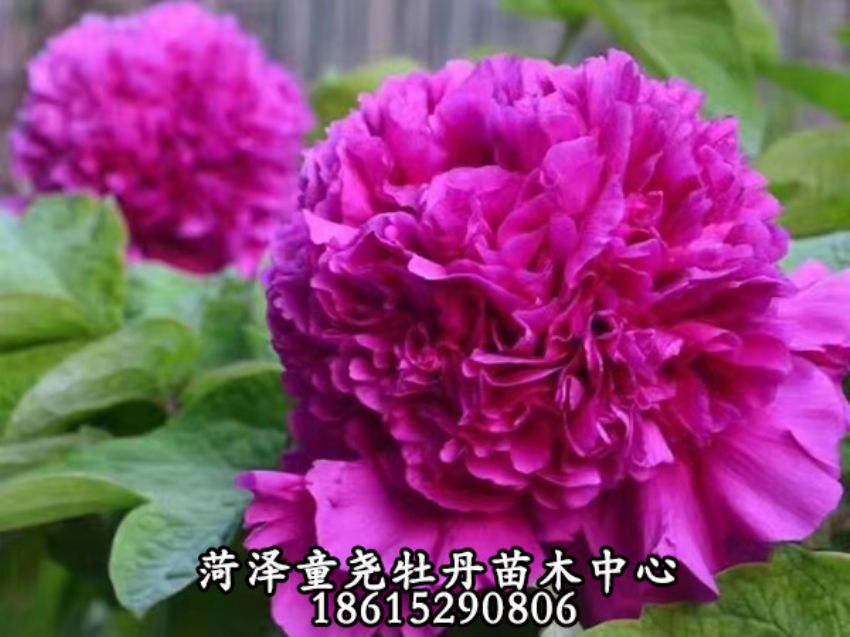點(diǎn)擊查看詳細(xì)信息<br>標(biāo)題：首案紅 閱讀次數(shù)：812